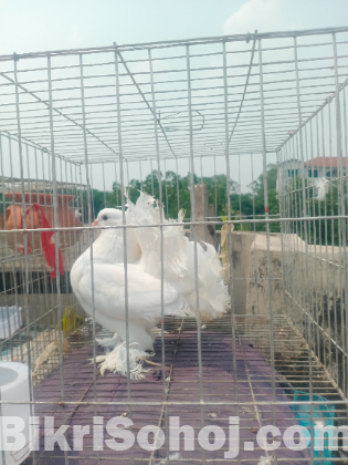 সাদা কিং কবুতর